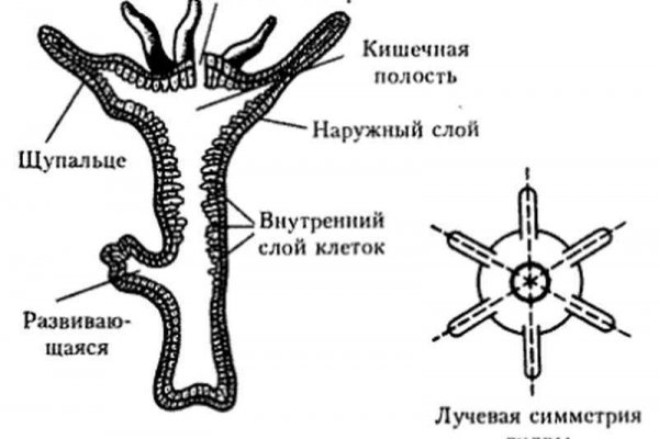 Мега оне